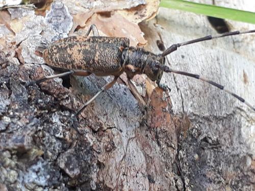 Monochamus galloprovincialis